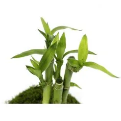 Kibonu Glücksbambus, Lucky Bamboo »Lucky Bmboo« -Wohnen Wohndeko Verkäufe unnamed file 6853