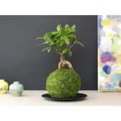 Kibonu Ginseng, Ficus Ginseng »Ficus Ginseng« -Wohnen Wohndeko Verkäufe unnamed file 6856