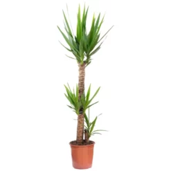 Yucca-Palme Yucca Elephantipes