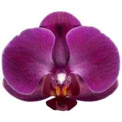 Schmetterlingsorchidee, Hybride Phalaenopsis, Blüte: Violett, Mit 3 Rispen