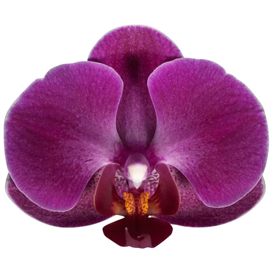 Schmetterlingsorchidee, Hybride Phalaenopsis, Blüte: Violett, Mit 3 Rispen 3 Schmetterlingsorchidee, Hybride Phalaenopsis, Blüte: Violett, Mit 3 Rispen