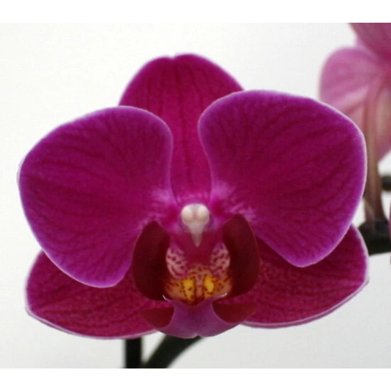 Schmetterlingsorchidee, Hybride Phalaenopsis, Blüte: Violett, Mit 3 Rispen 4 Schmetterlingsorchidee, Hybride Phalaenopsis, Blüte: Violett, Mit 3 Rispen – Bild 2