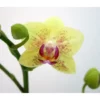 Schmetterlingsorchidee, Hybride Phalaenopsis, Blüte: Gelb, Mit 2 Rispen