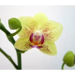 Schmetterlingsorchidee, Hybride Phalaenopsis, Blüte: Gelb, Mit 2 Rispen
