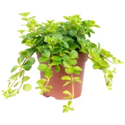 Zwergpfeffer, Peperomia Rotundifolia, Im Kunststoff-Kulturtopf