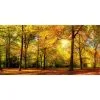 Deko-Panel »GRAP«, BxH: 50 X 100 Cm, Motiv: Sunny Forest -Wohnen Wohndeko Verkäufe unnamed file 7015