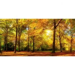 Deko-Panel »GRAP«, BxH: 50 X 100 Cm, Motiv: Sunny Forest
