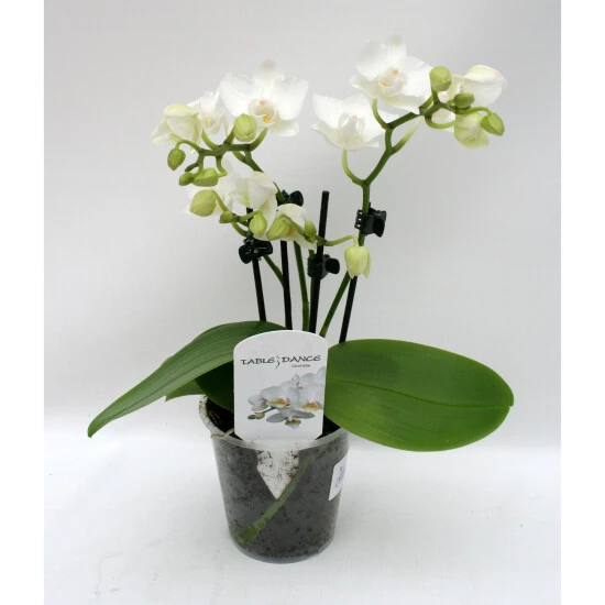 Schmetterlingsorchidee, Hybride Phalaenopsis, Blüte: Weiß, Mit 3 Rispen 3 Schmetterlingsorchidee, Hybride Phalaenopsis, Blüte: Weiß, Mit 3 Rispen