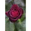 Edelrose, Rosa Hybrida »Gräfin Diana®«, Blüte: Rot -Wohnen Wohndeko Verkäufe unnamed file 7032