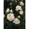 Edelrose, Rosa Hybrida »Anastasia®«, Blüte: Weiß -Wohnen Wohndeko Verkäufe unnamed file 7033