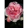 Edelrose, Rosa Hybrida »Souvenir De Baden-Baden®«, Blüte: Rosa -Wohnen Wohndeko Verkäufe unnamed file 7034
