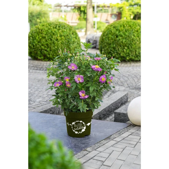 Rose, Rosa Hybrida »Rosy Boom® Wildlife«, Blüte: Lila 3 Rose, Rosa Hybrida »Rosy Boom® Wildlife«, Blüte: Lila