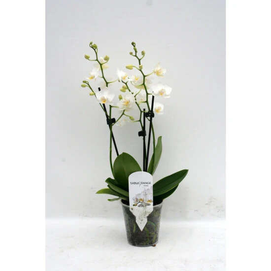 Schmetterlingsorchidee, Hybride Phalaenopsis, Blüte: Weiß, Mit 3 Rispen 4 Schmetterlingsorchidee, Hybride Phalaenopsis, Blüte: Weiß, Mit 3 Rispen – Bild 2
