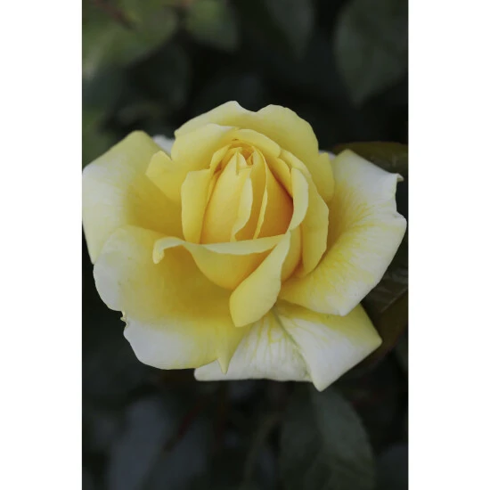 Edelrose, Rosa Hybrida »Avec Amore®«, Blüte: Gelb 3 Edelrose, Rosa Hybrida »Avec Amore®«, Blüte: Gelb