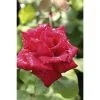 Edelrose, Rosa Hybrida »Grande Amore®«, Blüte: Rot -Wohnen Wohndeko Verkäufe unnamed file 7042