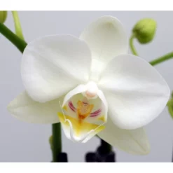 Schmetterlingsorchidee, Hybride Phalaenopsis, Blüte: Weiß, Mit 3 Rispen 9 Schmetterlingsorchidee, Hybride Phalaenopsis, Blüte: Weiß, Mit 3 Rispen -Wohnen Wohndeko Verkäufe unnamed file 705