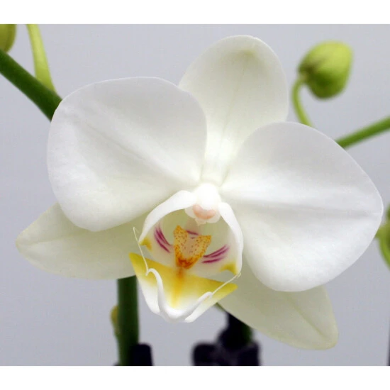 Schmetterlingsorchidee, Hybride Phalaenopsis, Blüte: Weiß, Mit 3 Rispen 5 Schmetterlingsorchidee, Hybride Phalaenopsis, Blüte: Weiß, Mit 3 Rispen – Bild 3