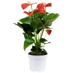 Flowerbox Große Flamingoblume, Anthurium Andreanum »Champion«, Blütenfarbe: Orange