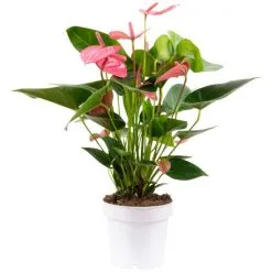 Flowerbox Große Flamingoblume, Anthurium Andreanum »Champion«, Blütenfarbe: Pink