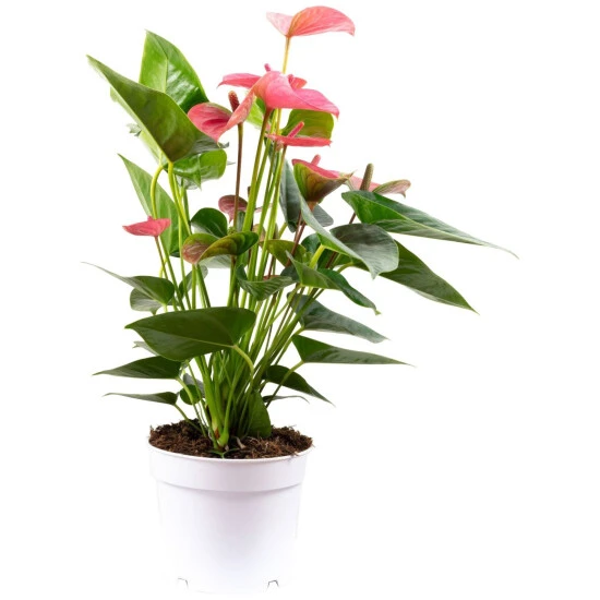 Flowerbox Große Flamingoblume, Anthurium Andreanum »Champion«, Blütenfarbe: Pink 4 Flowerbox Große Flamingoblume, Anthurium Andreanum »Champion«, Blütenfarbe: Pink – Bild 2