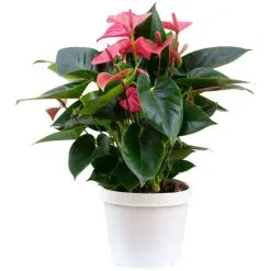 Flowerbox Große Flamingoblume, Anthurium Andreanum »Pink Champion«, Blütenfarbe: Pink