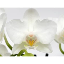 Schmetterlingsorchidee, Hybride Phalaenopsis, Blüte: Weiß, Mit 3 Rispen 10 Schmetterlingsorchidee, Hybride Phalaenopsis, Blüte: Weiß, Mit 3 Rispen -Wohnen Wohndeko Verkäufe unnamed file 706