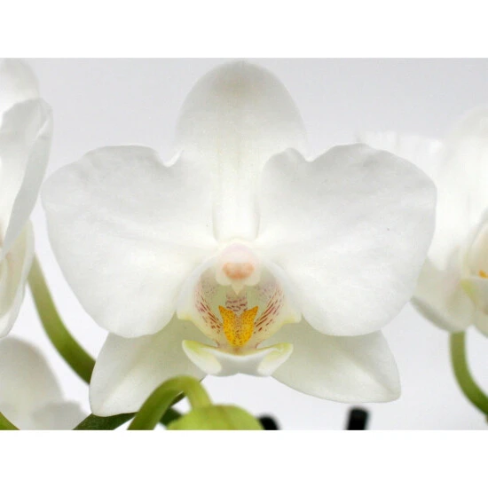 Schmetterlingsorchidee, Hybride Phalaenopsis, Blüte: Weiß, Mit 3 Rispen 6 Schmetterlingsorchidee, Hybride Phalaenopsis, Blüte: Weiß, Mit 3 Rispen – Bild 4