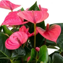 Flowerbox Große Flamingoblume, Anthurium Andreanum »Pink Champion«, Blütenfarbe: Pink -Wohnen Wohndeko Verkäufe unnamed file 7060