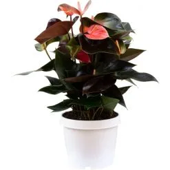 Flowerbox Große Flamingoblume, Anthurium Andreanum »Rainbow Champion«, Blütenfarbe: Mehrfarbig