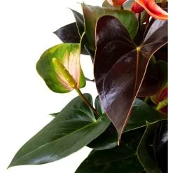 Flowerbox Große Flamingoblume, Anthurium Andreanum »Rainbow Champion«, Blütenfarbe: Mehrfarbig -Wohnen Wohndeko Verkäufe unnamed file 7063