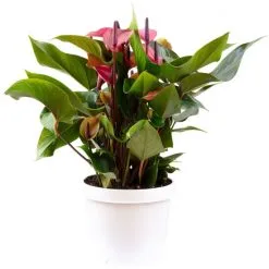 Flowerbox Große Flamingoblume, Anthurium Andreanum »Cherry Champion«, Blütenfarbe: Rosa