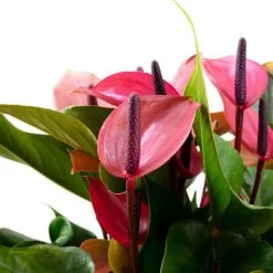 Flowerbox Große Flamingoblume, Anthurium Andreanum »Cherry Champion«, Blütenfarbe: Rosa -Wohnen Wohndeko Verkäufe unnamed file 7066