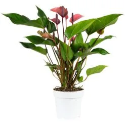 Flowerbox Große Flamingoblume, Anthurium Andreanum »Cherry Champion«, Blütenfarbe: Rosa