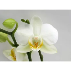 Schmetterlingsorchidee, Hybride Phalaenopsis, Blüte: Weiß, Mit 3 Rispen 11 Schmetterlingsorchidee, Hybride Phalaenopsis, Blüte: Weiß, Mit 3 Rispen -Wohnen Wohndeko Verkäufe unnamed file 707