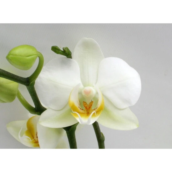 Schmetterlingsorchidee, Hybride Phalaenopsis, Blüte: Weiß, Mit 3 Rispen 7 Schmetterlingsorchidee, Hybride Phalaenopsis, Blüte: Weiß, Mit 3 Rispen – Bild 5