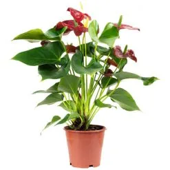 Flowerbox Große Flamingoblume, Anthurium Andreanum »Champion«, Blütenfarbe: Rot