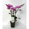 Schmetterlingsorchidee, Hybride Phalaenopsis, Blüte: Zweifarbig, Mit 3 Rispen 1 Schmetterlingsorchidee, Hybride Phalaenopsis, Blüte: Zweifarbig, Mit 3 Rispen -Wohnen Wohndeko Verkäufe unnamed file 708