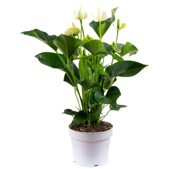 Flowerbox Große Flamingoblume, Anthurium Andreanum »Champion«, Blütenfarbe: Weiß 3 Flowerbox Große Flamingoblume, Anthurium Andreanum »Champion«, Blütenfarbe: Weiß