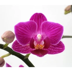 Schmetterlingsorchidee, Hybride Phalaenopsis, Blüte: Zweifarbig, Mit 3 Rispen -Wohnen Wohndeko Verkäufe unnamed file 709
