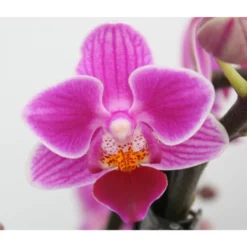 Schmetterlingsorchidee, Hybride Phalaenopsis, Blüte: Zweifarbig, Mit 3 Rispen -Wohnen Wohndeko Verkäufe unnamed file 710