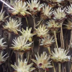 Flowerbox Trockenblumen -Wohnen Wohndeko Verkäufe unnamed file 7113