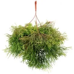 Flowerbox Korallenkaktus, Rhipsalis Clavata »Easy Sweety«, Mit Blüten, Farbe: Weiß, Farbe Blatt: Grün