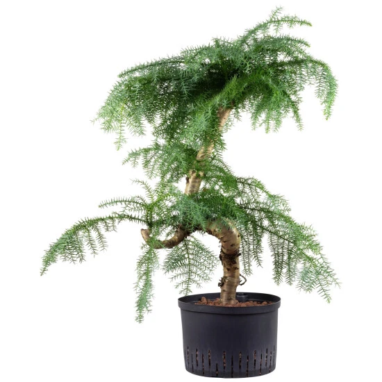 Flowerbox Bonsai, Im Kunststoff-Kulturtopf 3 Flowerbox Bonsai, Im Kunststoff-Kulturtopf