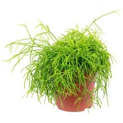 Flowerbox Korallenkaktus, Cassutha