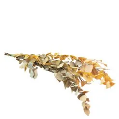 Flowerbox Trockenblumen, Bund Eucalyptus, Gelb Eucalyptus Stuartiana Konserviert, 70 Cm