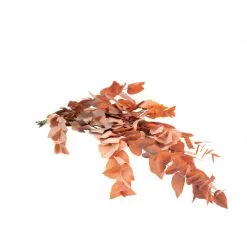 Flowerbox Trockenblumen, Bund Eucalyptus, Orange Eucalyptus Stuartiana Konserviert, 70 Cm