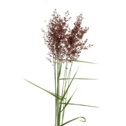 Flowerbox Trockenblumen, Bund Ziergras, Rosa Gefärbt, 75 Cm