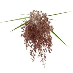 Flowerbox Trockenblumen, Bund Ziergras, Rosa Gefärbt, 75 Cm -Wohnen Wohndeko Verkäufe unnamed file 7204