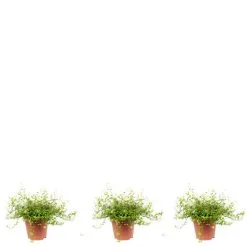 Flowerbox Drahtstrauch, Muehlenbeckia Maori