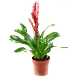 Flowerbox Flammendes Schwert, Callisia Repens